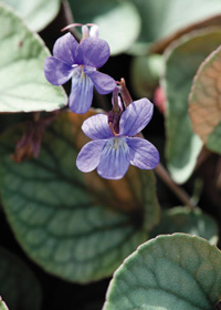 Viola walteri 'Silver Gem'